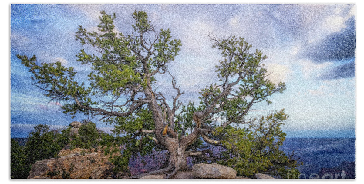 Arizona Hand Towel featuring the photograph Tree at Angel Bright North Rim by Jerry Fornarotto