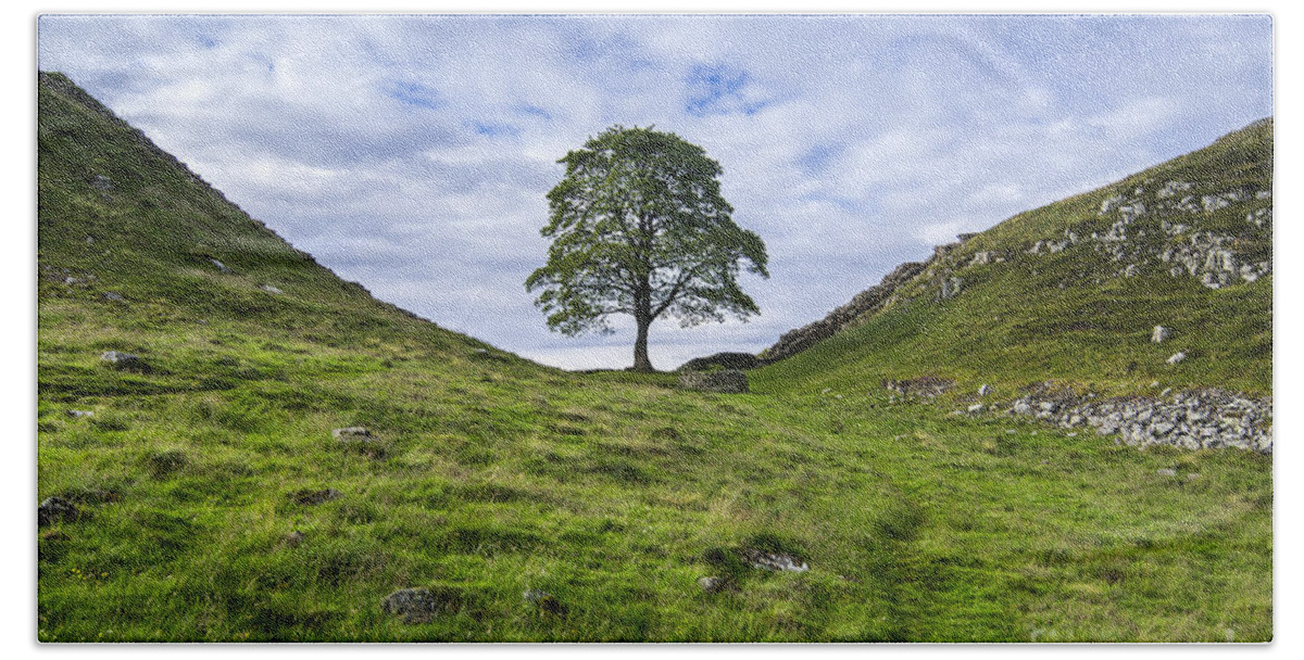 Tree Hand Towel featuring the photograph Tree at Sycamore Gap by David Lichtneker