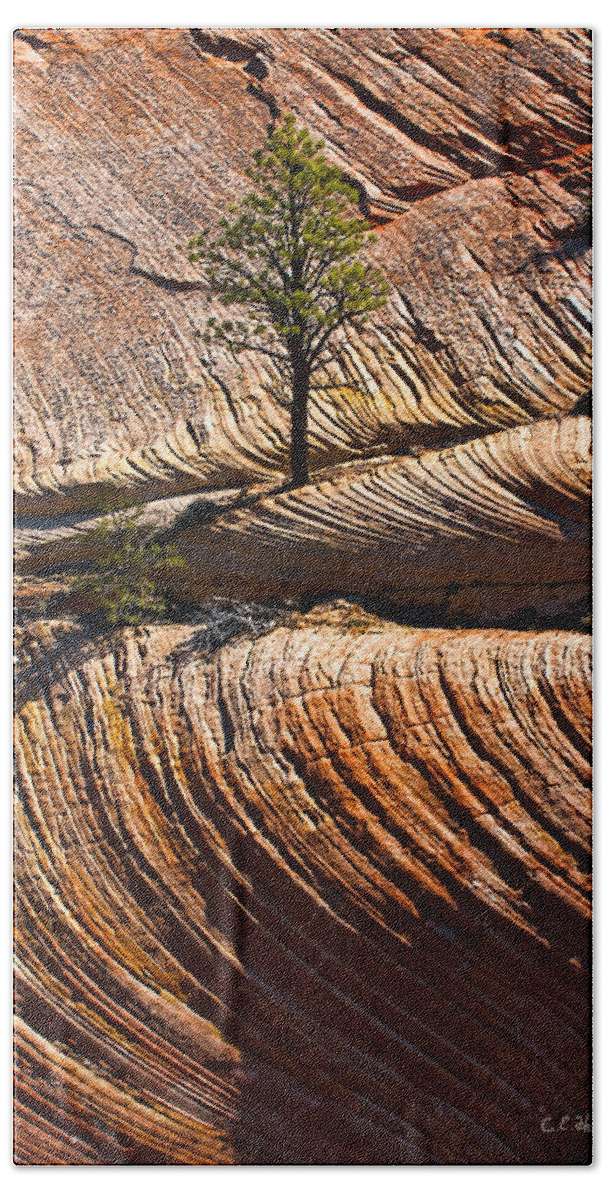 Zion Hand Towel featuring the photograph Tree In Flowing Rock by Christopher Holmes