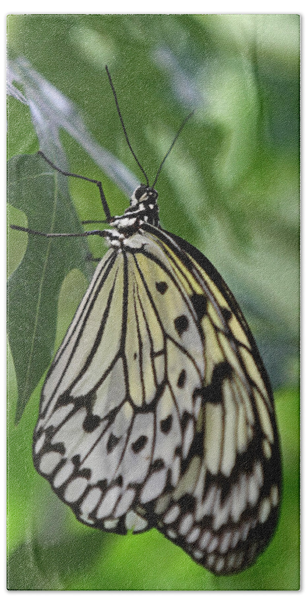 Butterfly Bath Towel featuring the photograph Tree Nymph by Juergen Roth
