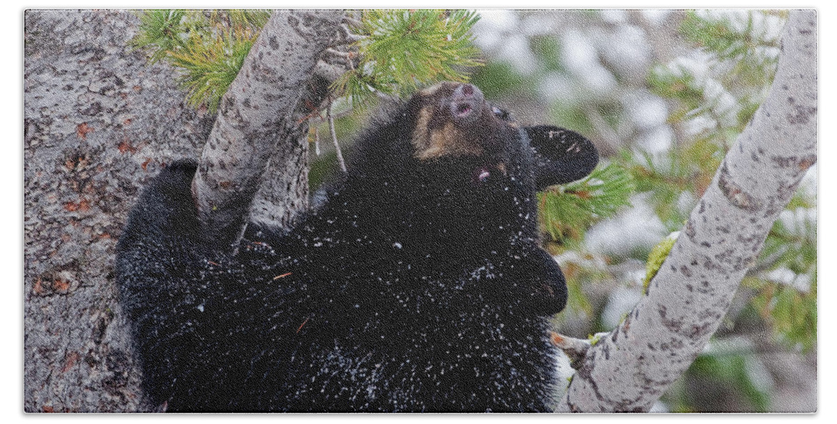 Black Bear Bath Towel featuring the photograph Tree Top Bear by Mark Miller