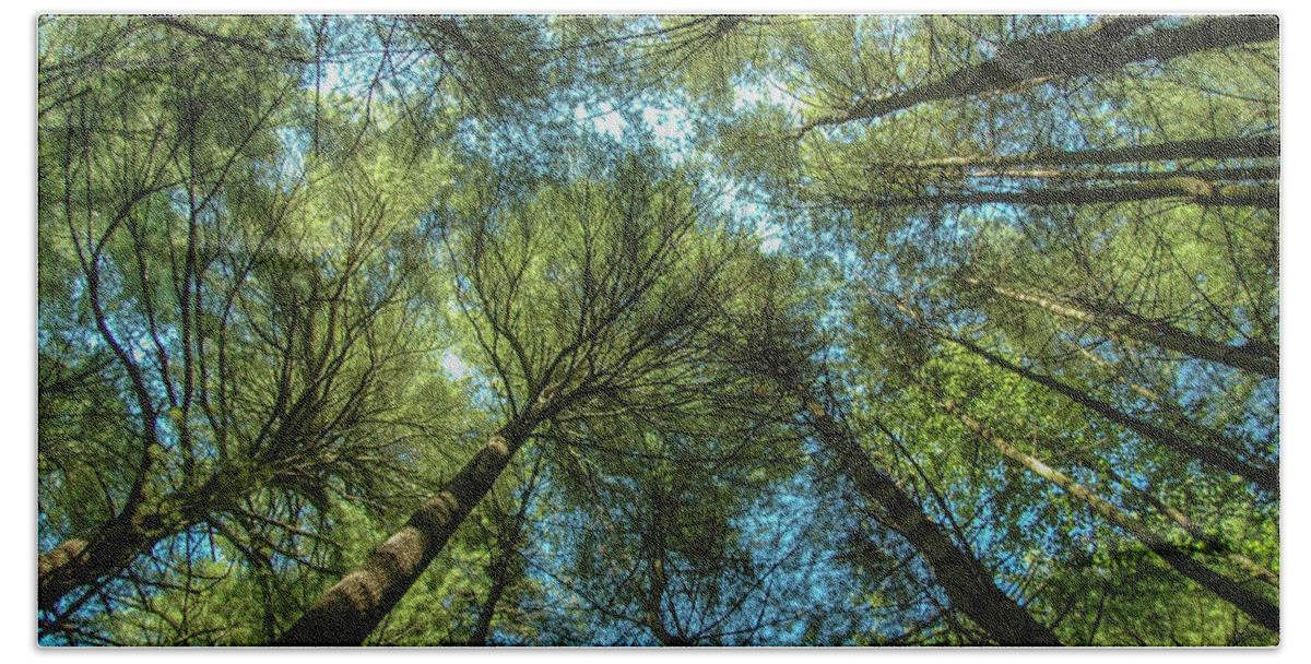Forest Bath Towel featuring the photograph Tree Tops by Cathy Kovarik