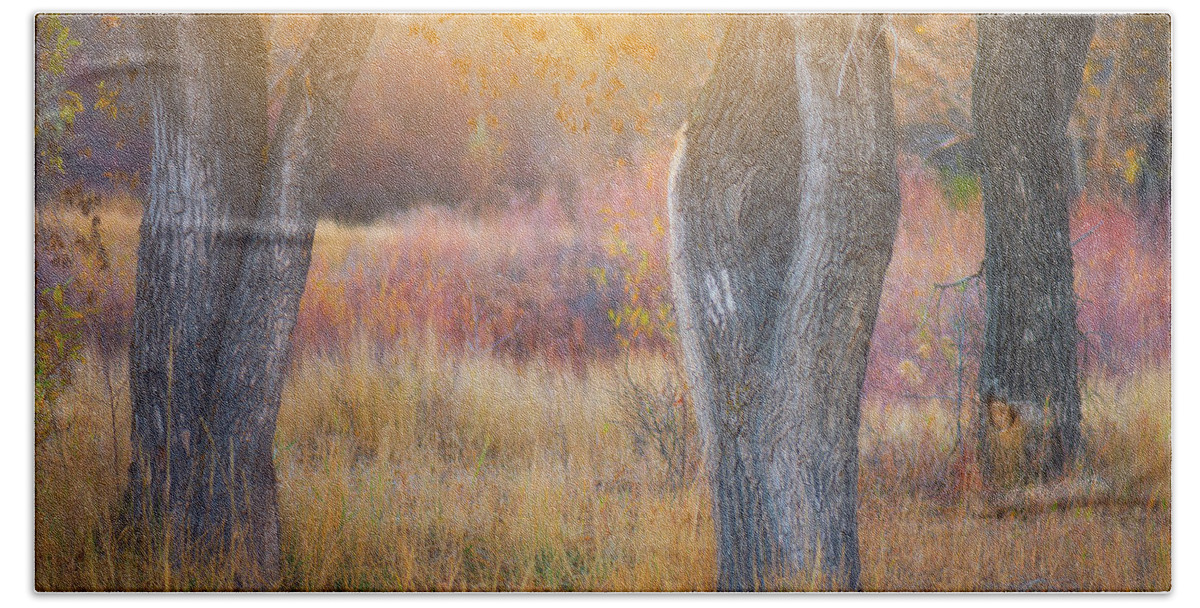 Sunlight Hand Towel featuring the photograph Tree Trunks In The Sunset Light by Darren White