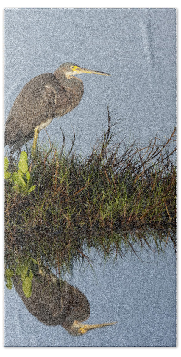 Tri-colored Bath Towel featuring the photograph Tri-Colored Heron and reflection by David Watkins