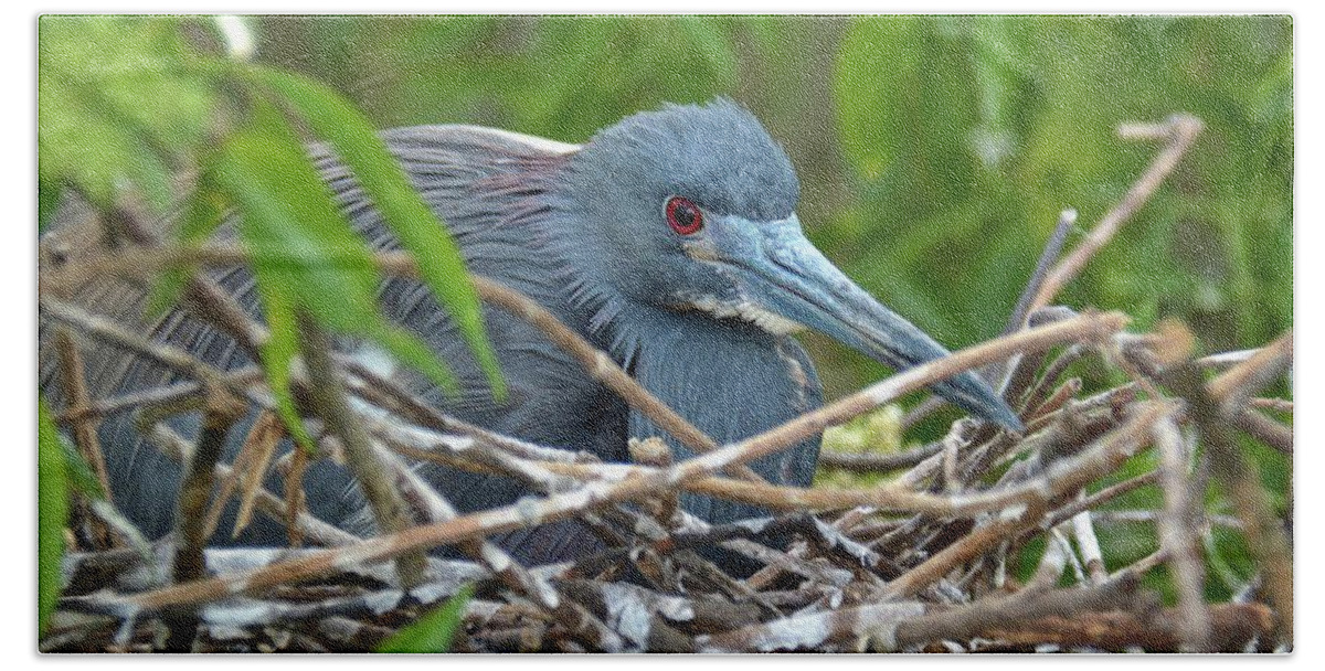 Nest Hand Towel featuring the photograph Nesting Tricolored Heron by Carol Bradley