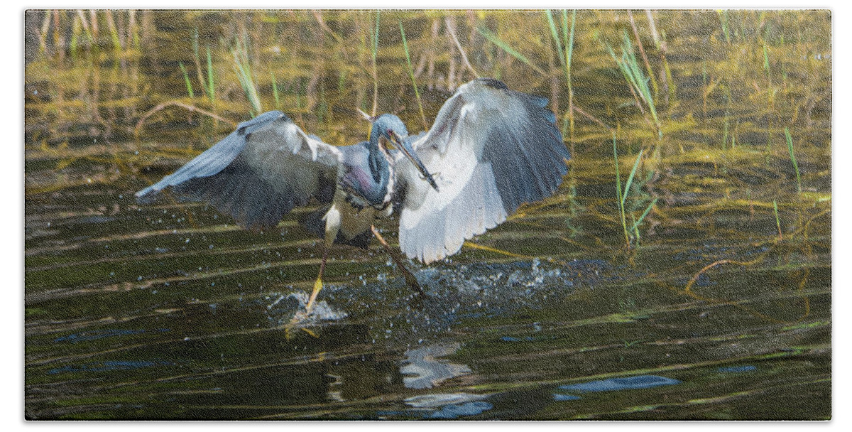 Tri-colored Heron Hand Towel featuring the photograph Tricolored Heron Dinner and Dancing by Artful Imagery