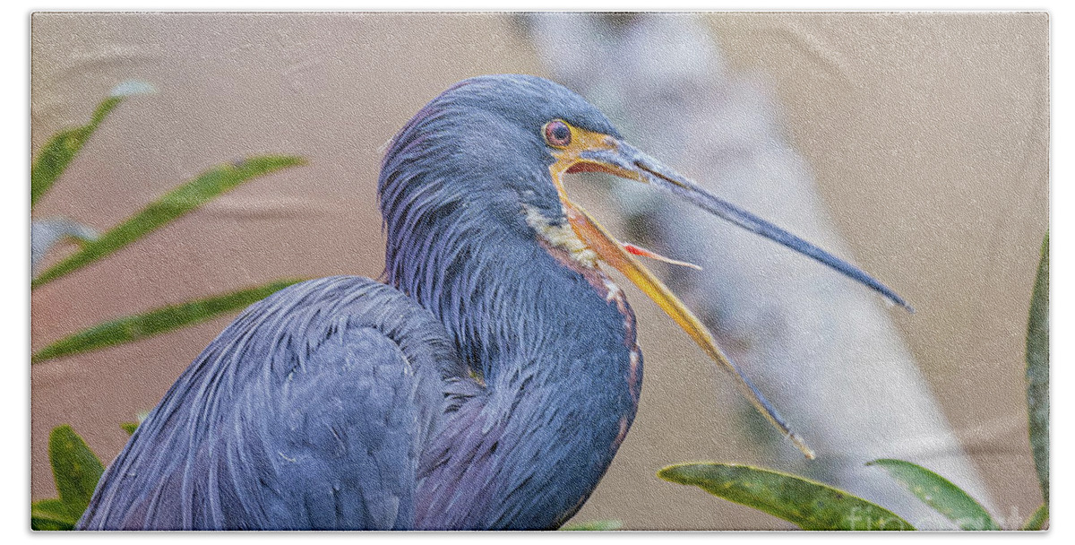 Nature Bath Towel featuring the photograph Tricolored Heron Yawning UP CLOSE by DB Hayes