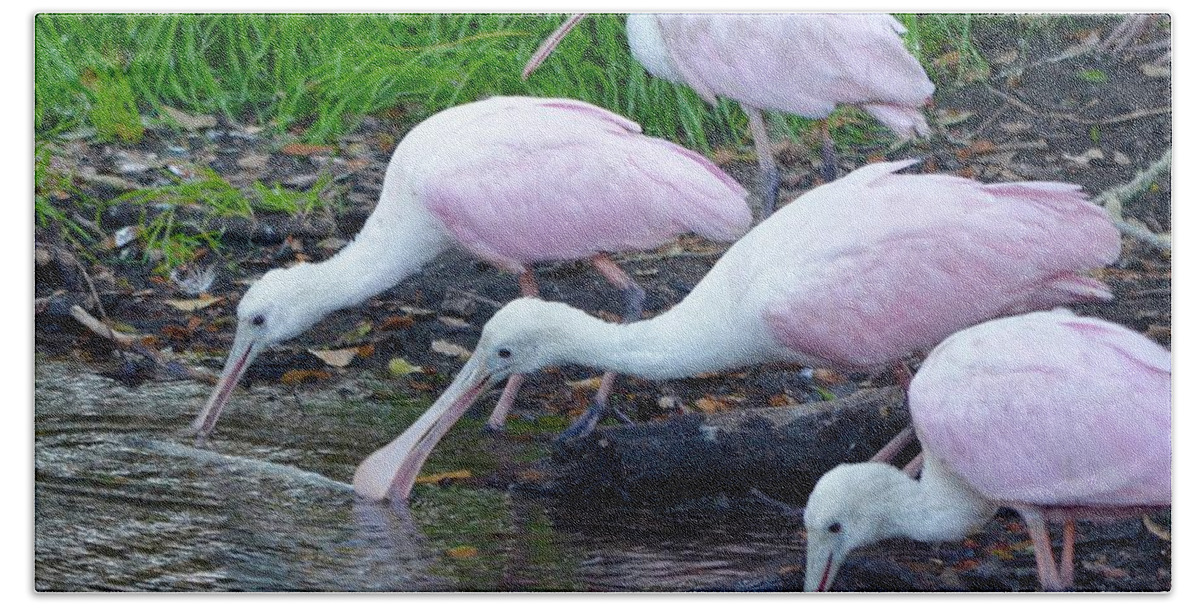 St. Augustine Bath Sheet featuring the photograph Trio of Drinking Spoonbills by Richard Bryce and Family