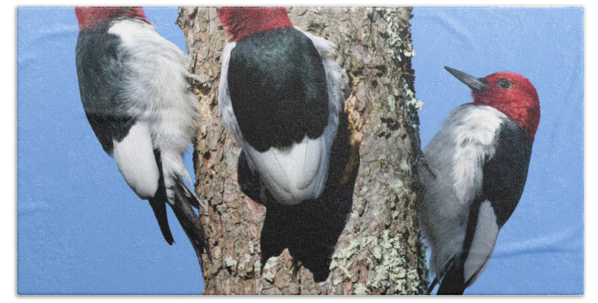 Red Headed Woodpecker Hand Towel featuring the photograph Tripecka by Art Cole