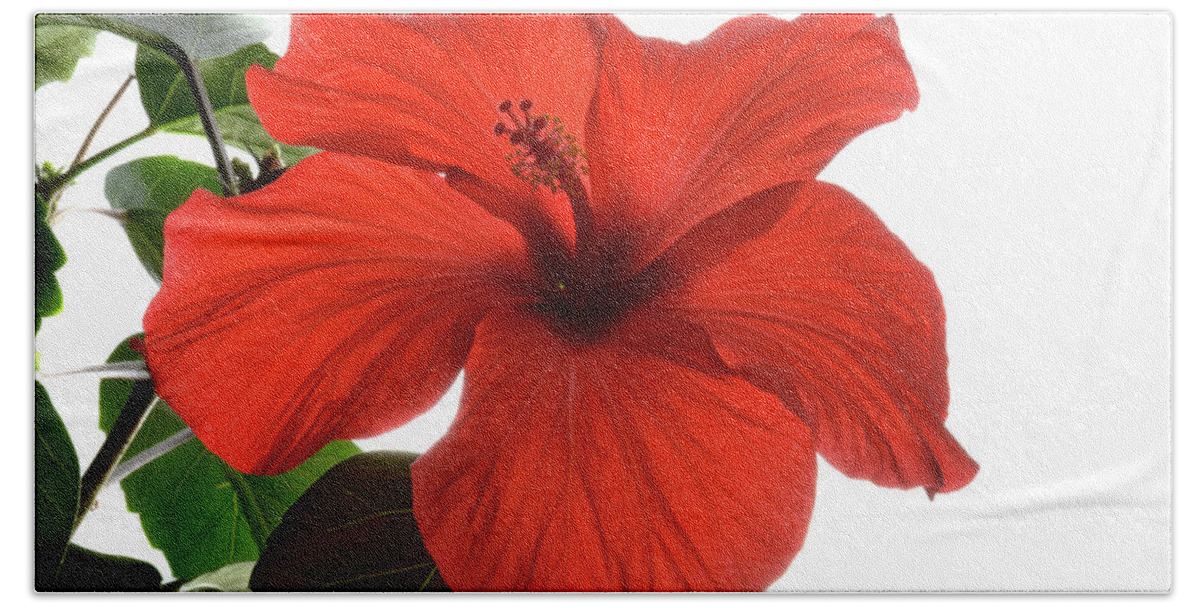 Hibiscus Bath Towel featuring the photograph Tropical Bloom. by Terence Davis