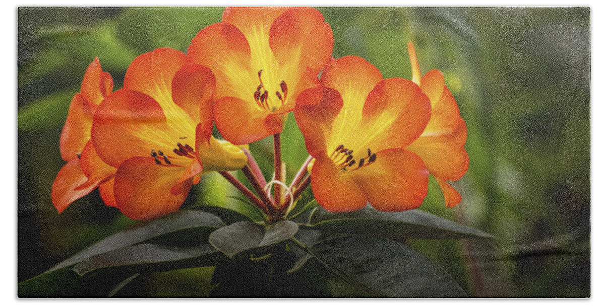 Blossom Bath Towel featuring the photograph Tropical Rhododendron by Penny Lisowski