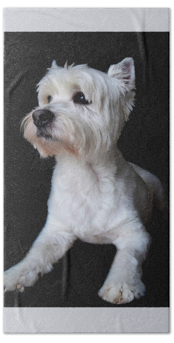 Westie Hand Towel featuring the photograph Trot Posing by Nicole Lloyd