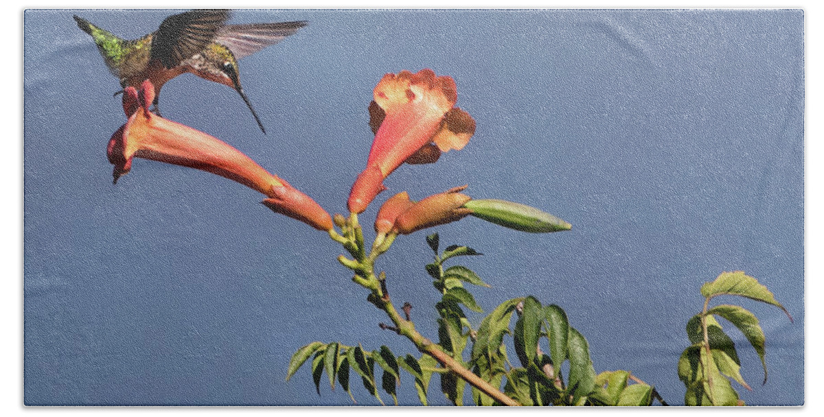 Ruby-throated Hummingbird Hand Towel featuring the photograph Trumpet Call by Art Cole