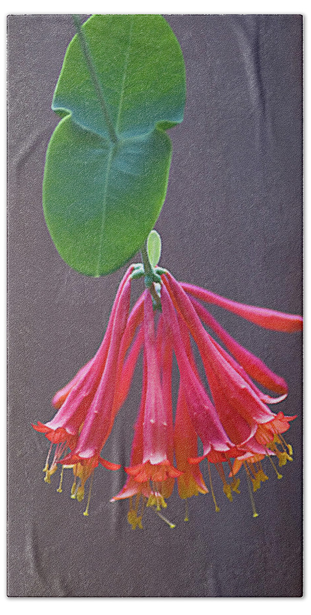 Flower Hand Towel featuring the photograph Trumpet Honeysuckle by Jerry Griffin