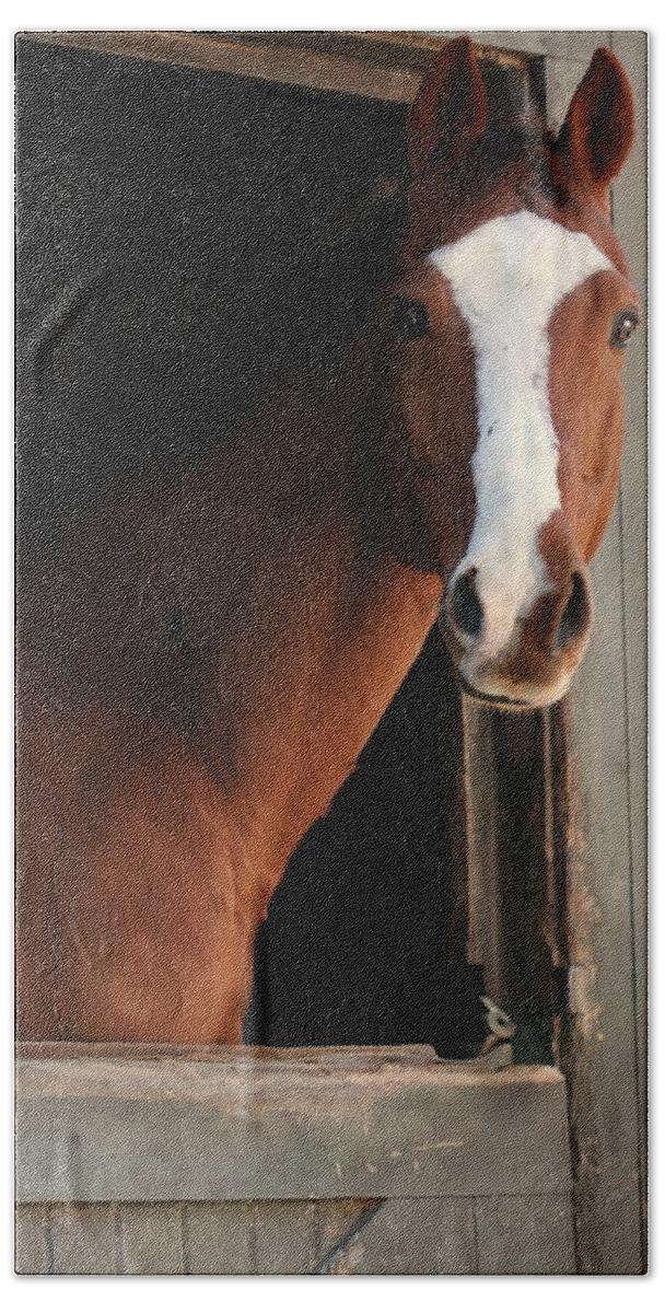 Thoroughbred Bath Towel featuring the photograph T's Window by Angela Rath