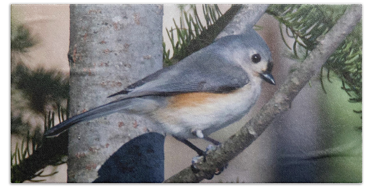 Avian Bath Towel featuring the photograph Tufted Titmouse 7955 by Michael Peychich