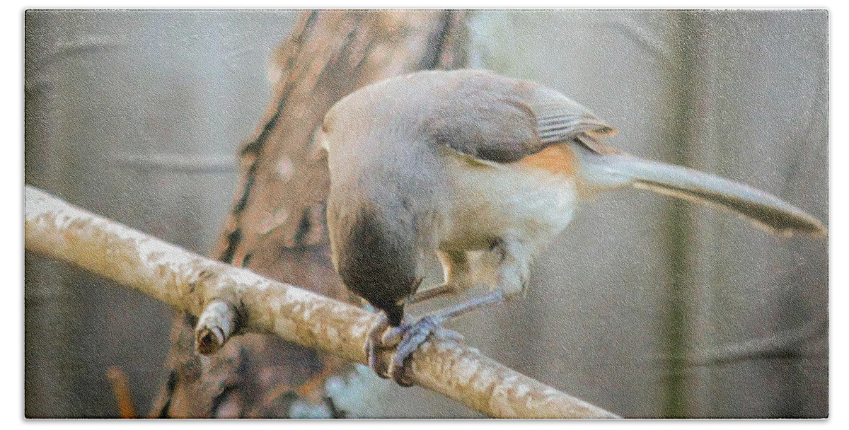 Nature Bath Towel featuring the photograph Tufted Titmouse at work by Barry Bohn