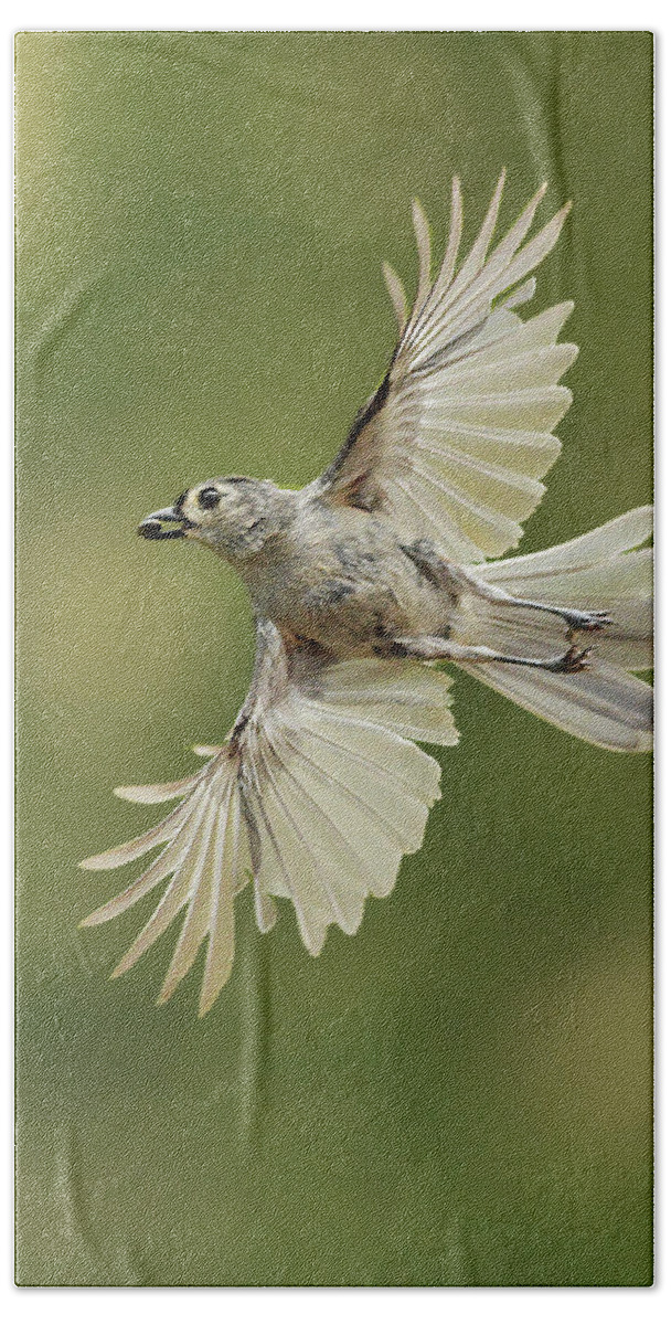 Bird Bath Towel featuring the photograph Tufted Titmouse In Flight by Alan Lenk