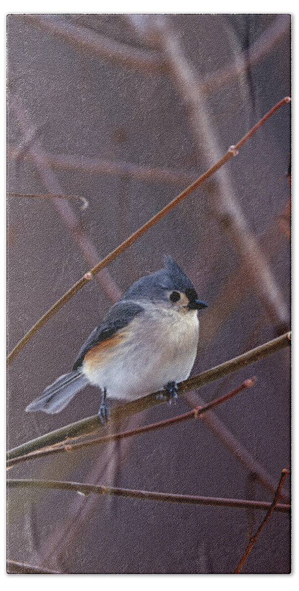 Tufted Titmouse Hand Towel featuring the photograph Tufted Titmouse in Winter by John Harmon