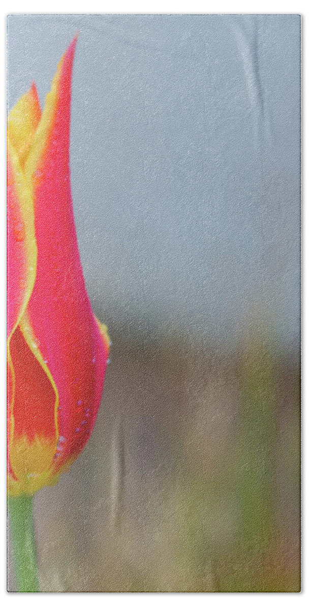 Tulip Hand Towel featuring the photograph Tulip Fire by Diane Fifield