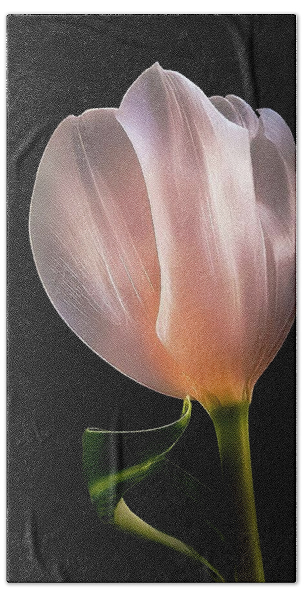 Tulip Bath Towel featuring the photograph Tulip in LIght by Phyllis Meinke