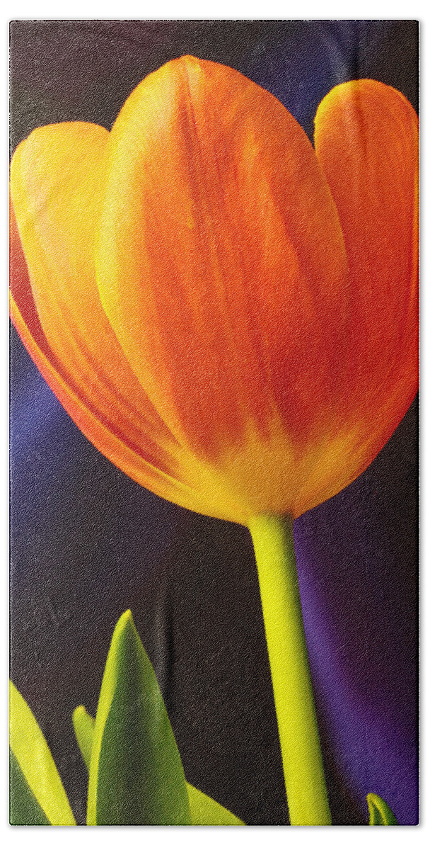 Tulip Bath Towel featuring the photograph Tulip by Marlo Horne