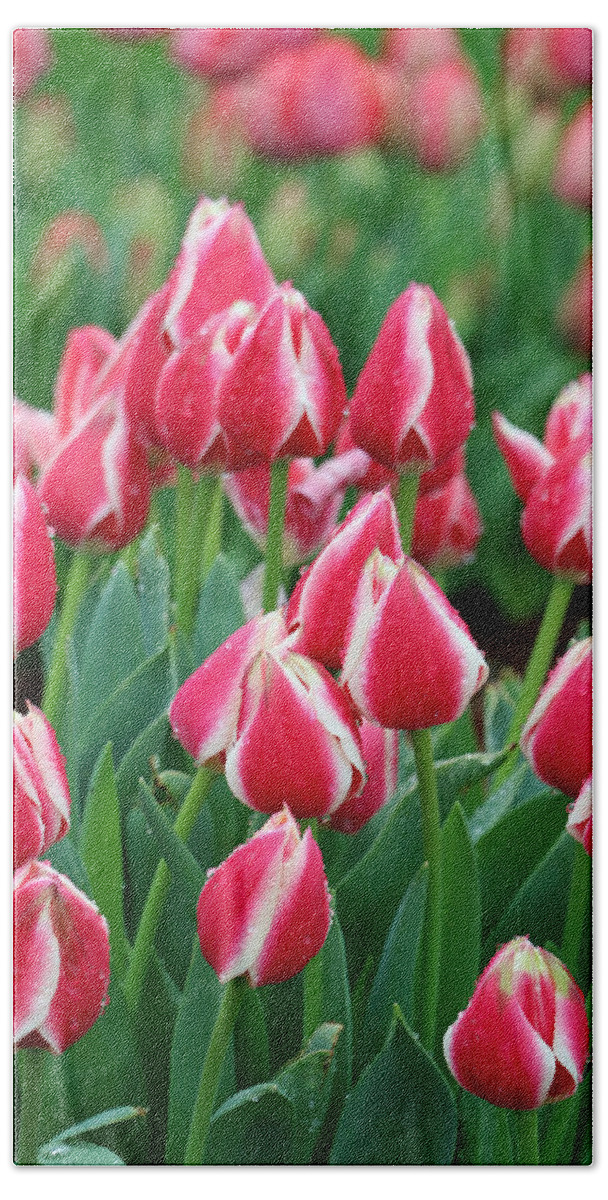 Tulip Bath Towel featuring the photograph Tulips - Candy Apple Delight 02 by Pamela Critchlow