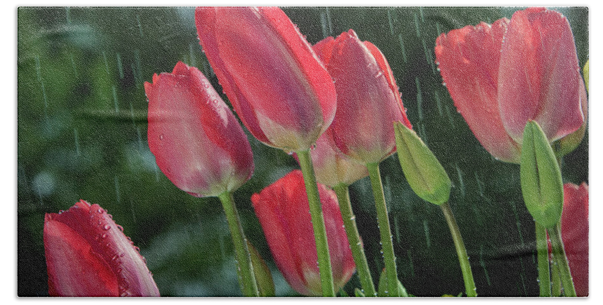 Beauty Bath Towel featuring the photograph Tulips in the rain by William Lee