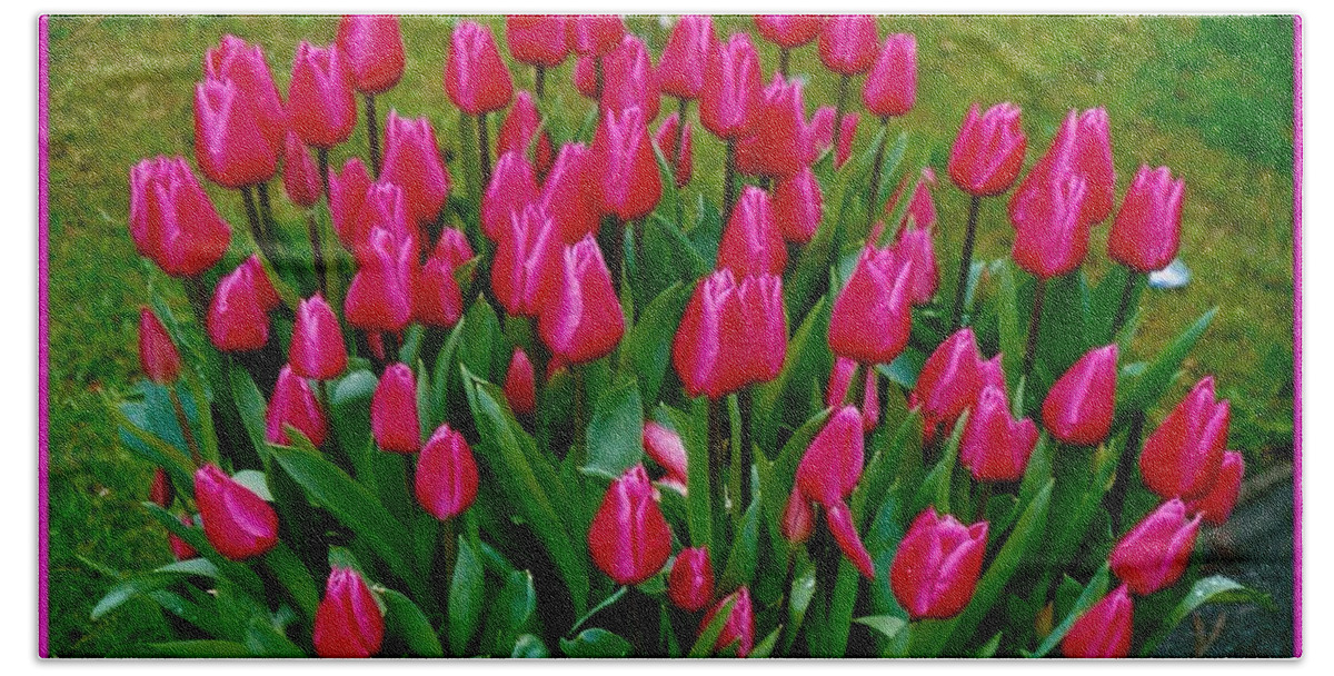 Bright Pink Tulips Bath Towel featuring the photograph Tulips Poster by Joan-Violet Stretch