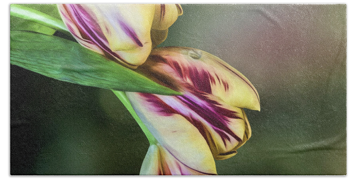 Pulips Bath Towel featuring the photograph Tulips - Red and Yellow by Shirley Mangini