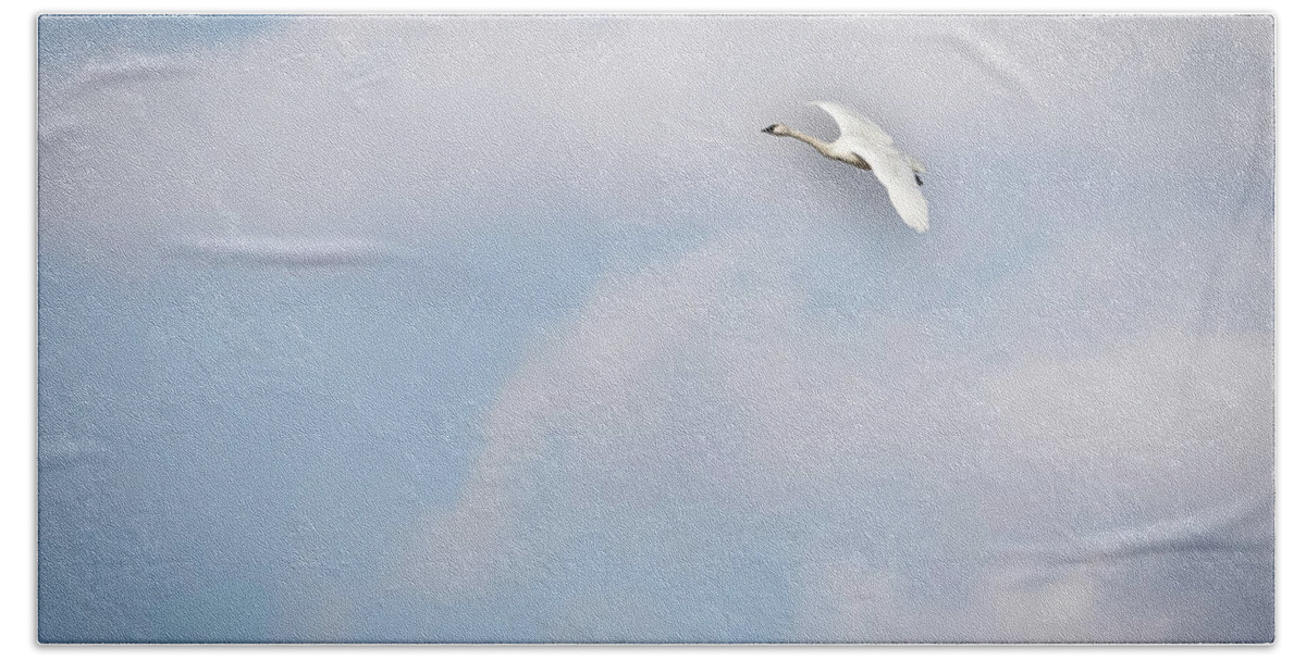 Tundra Swan (cygnus Columbianus) Bath Towel featuring the photograph Tundra Swan 2015-8 by Thomas Young