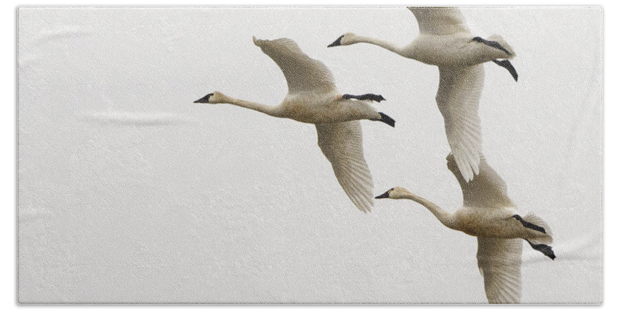 Swan Bath Towel featuring the photograph Tundra Swans In Flight 1 by Bob Christopher