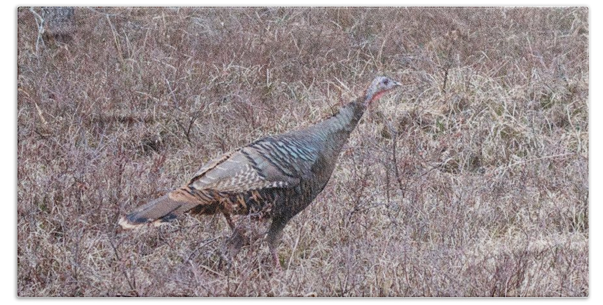 Meleagris Gallopavo Hand Towel featuring the photograph Turkey 1155 by Michael Peychich