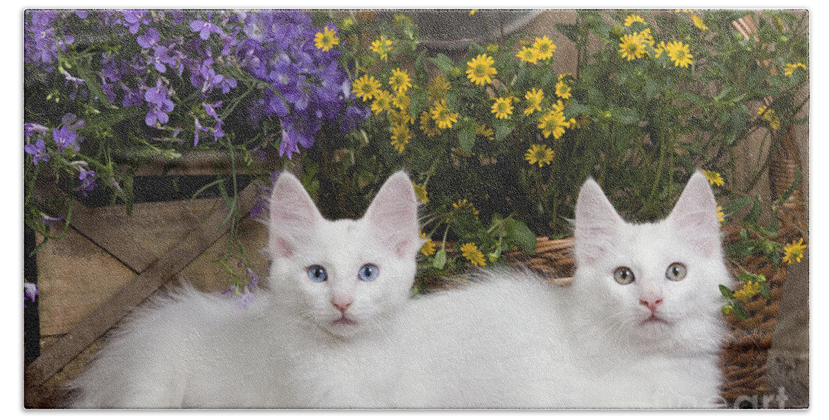 Cat Bath Towel featuring the photograph Turkish Angora Kittens by Jean-Michel Labat