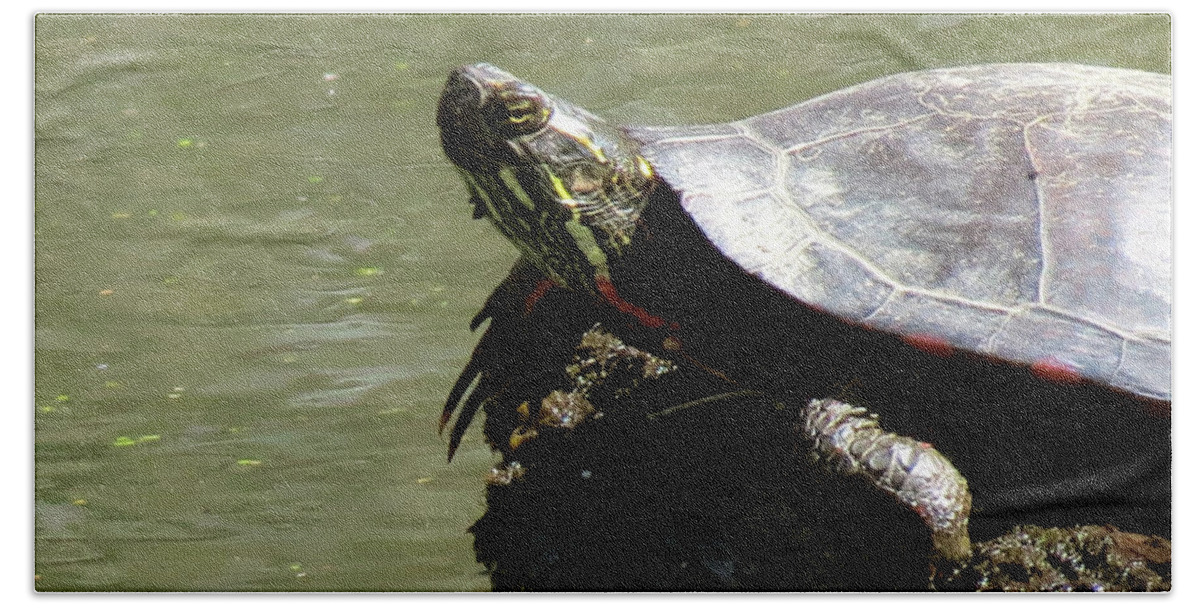 Nature Bath Towel featuring the photograph Turtle Bask by Azthet Photography