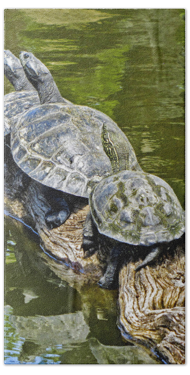 Pond Bath Towel featuring the photograph Turtle Family by Bob Slitzan