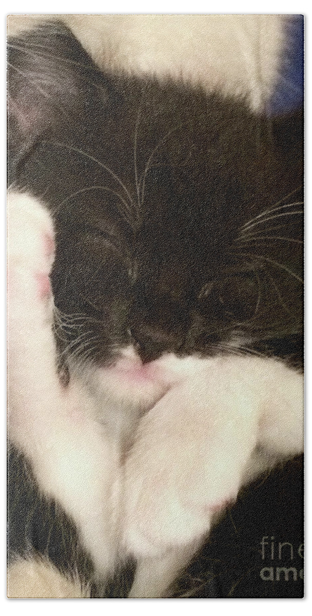 Tuxedo Kilten Hand Towel featuring the photograph Tuxedo Kitten Snoozing by Cindy Schneider