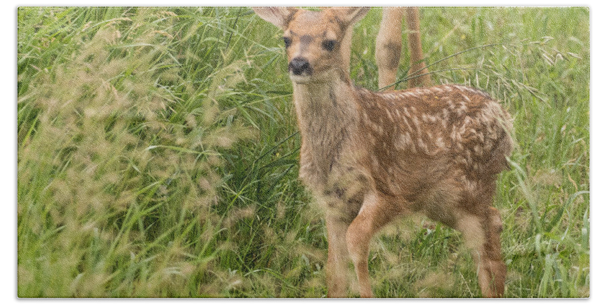 Mule Deer Fawn Bath Towel featuring the photograph Twilight Fawn #3 by Mindy Musick King