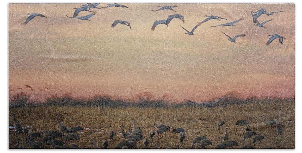 Sandhill Cranes Bath Towel featuring the photograph Twilight Feeding by Susan Rissi Tregoning