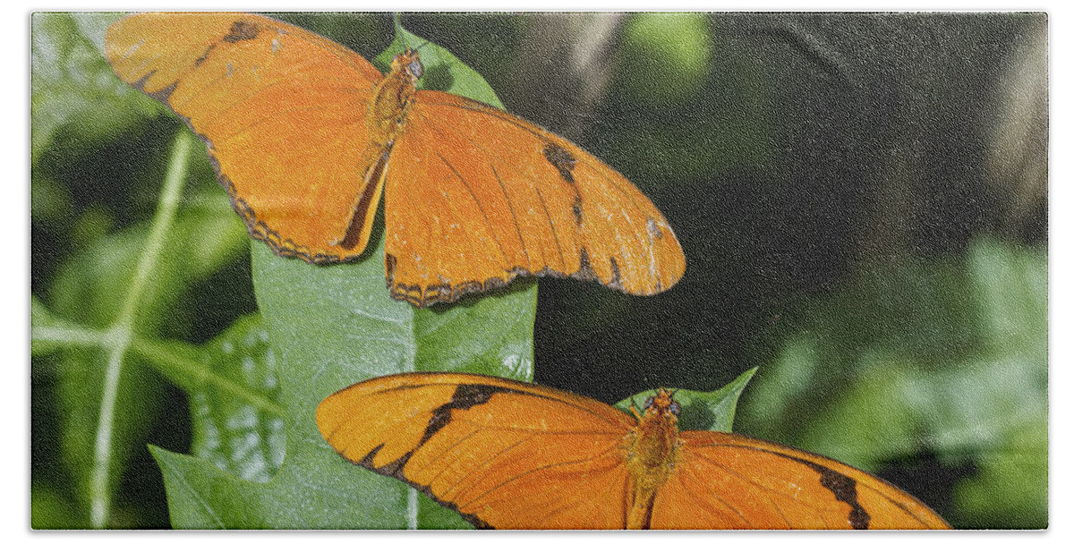 Macro Hand Towel featuring the photograph Twin Orange Butterflies by Bob Slitzan