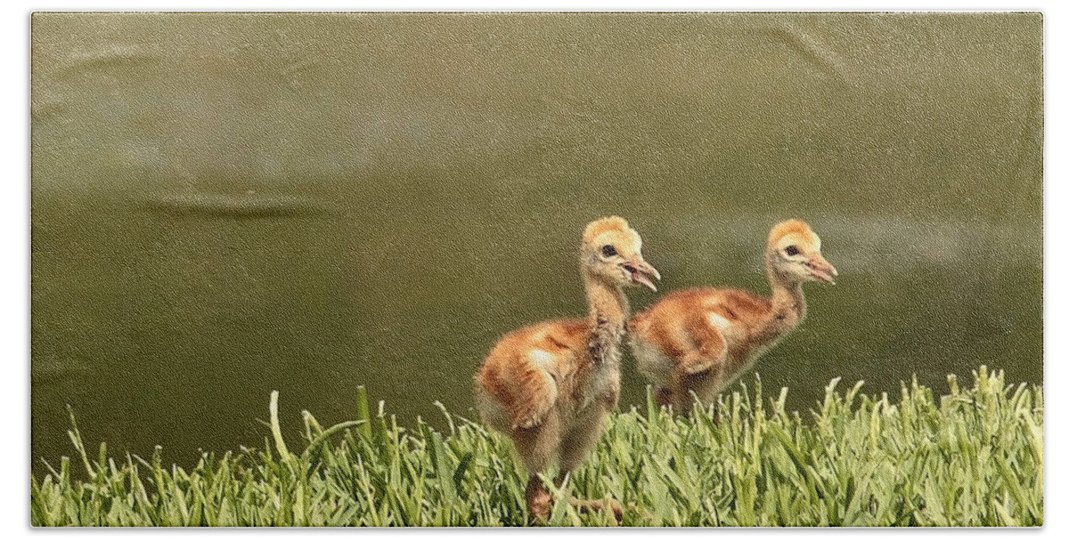 Sandhill Crane Chicks Bath Towel featuring the photograph Two Chicks by Carol Groenen