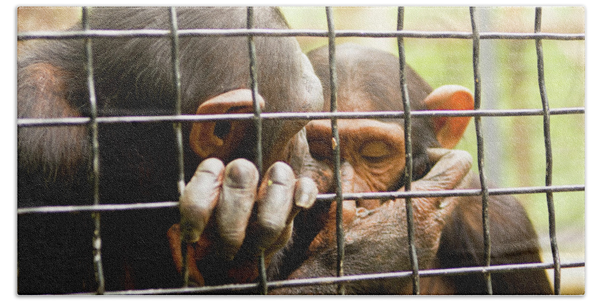 Monkey Bath Sheet featuring the photograph Two chimpanzee in cave by Irina Afonskaya