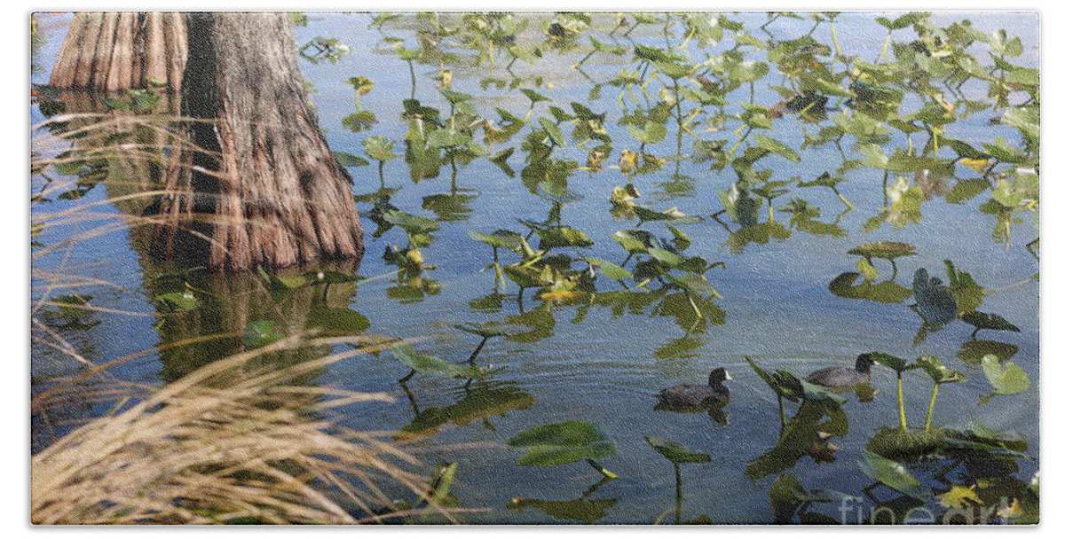 Coot Bath Towel featuring the photograph Two Coots in Lake Morton by Carol Groenen