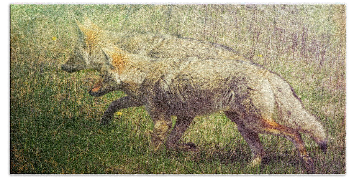 Animal Bath Towel featuring the photograph Two Coyotes by Natalie Rotman Cote