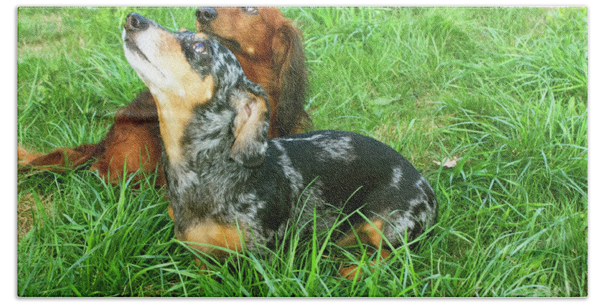 Animal Bath Towel featuring the photograph Two dachshunds by Irina Afonskaya