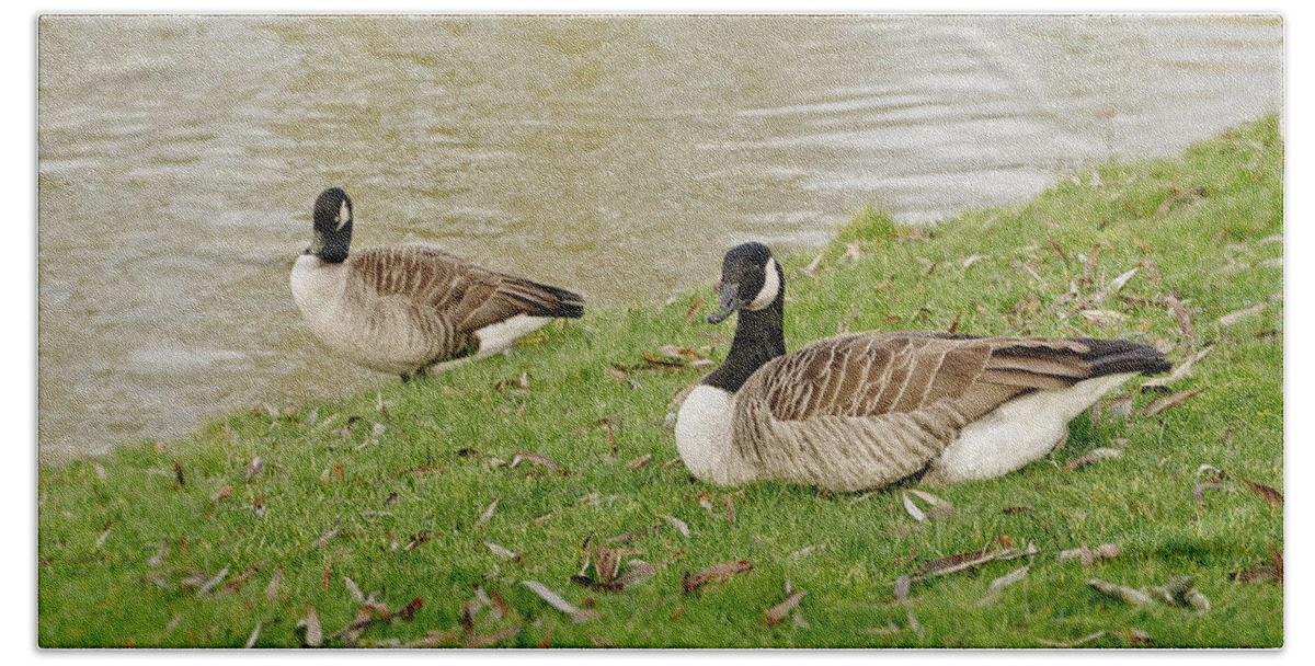 Canadian Geese Bath Towel featuring the photograph Two does not mean pair by Elena Perelman