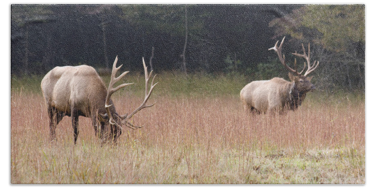 Elk Bath Towel featuring the photograph Two Elk in a Grassy Field by Jill Lang