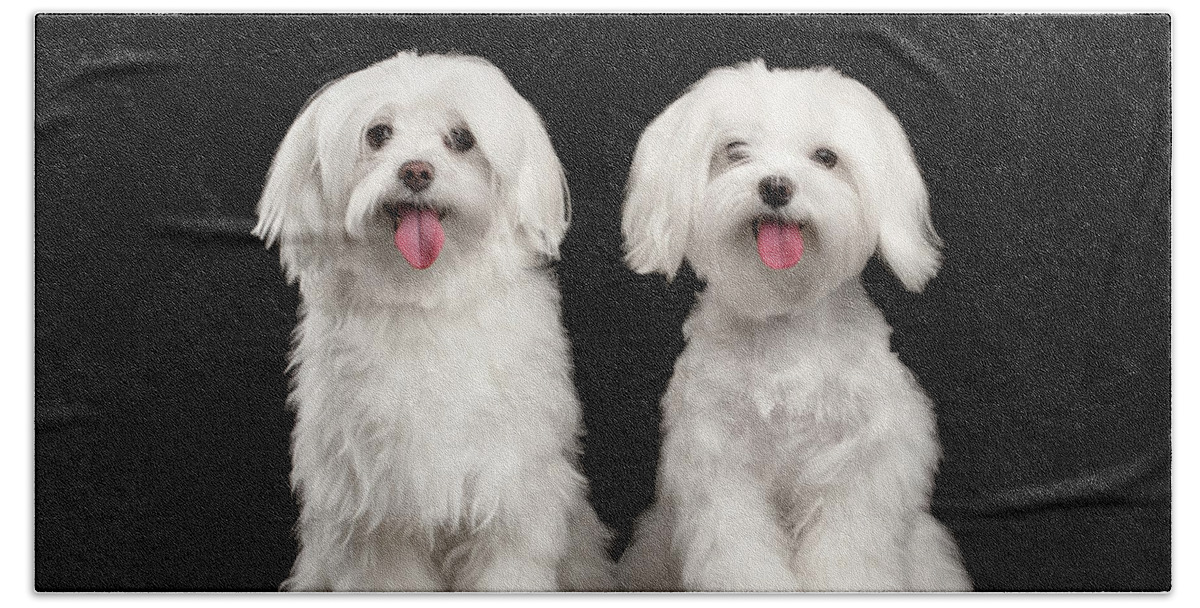 Maltese Hand Towel featuring the photograph Two Happy White Maltese Dogs Sitting, Looking in Camera isolated by Sergey Taran