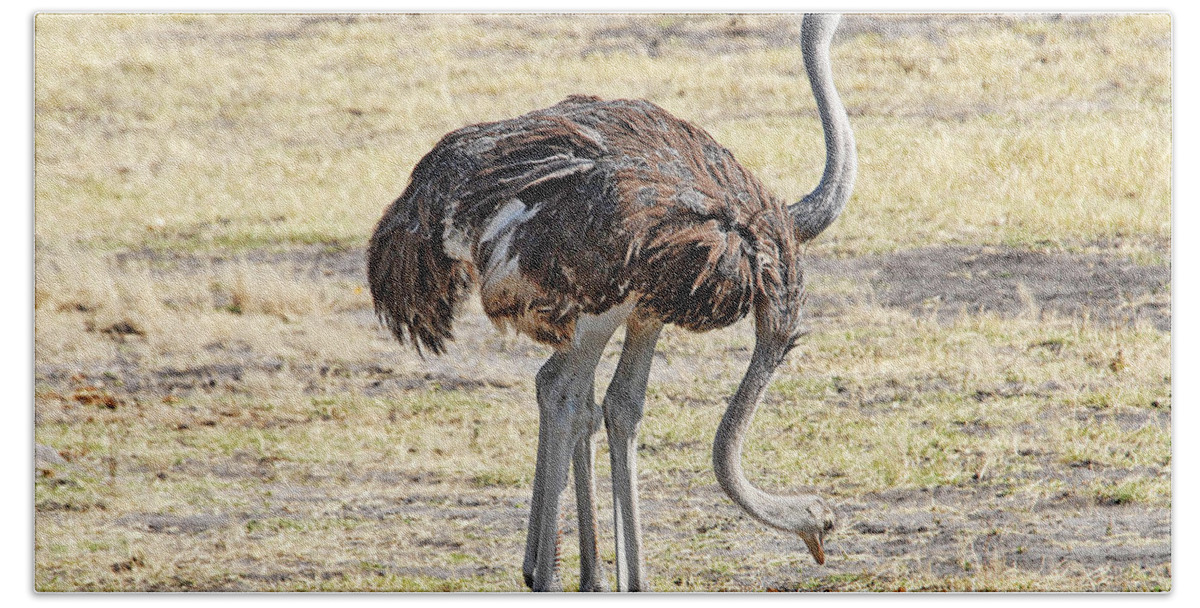 Ostrich Bath Towel featuring the photograph Two-Headed Ostrich by Ted Keller