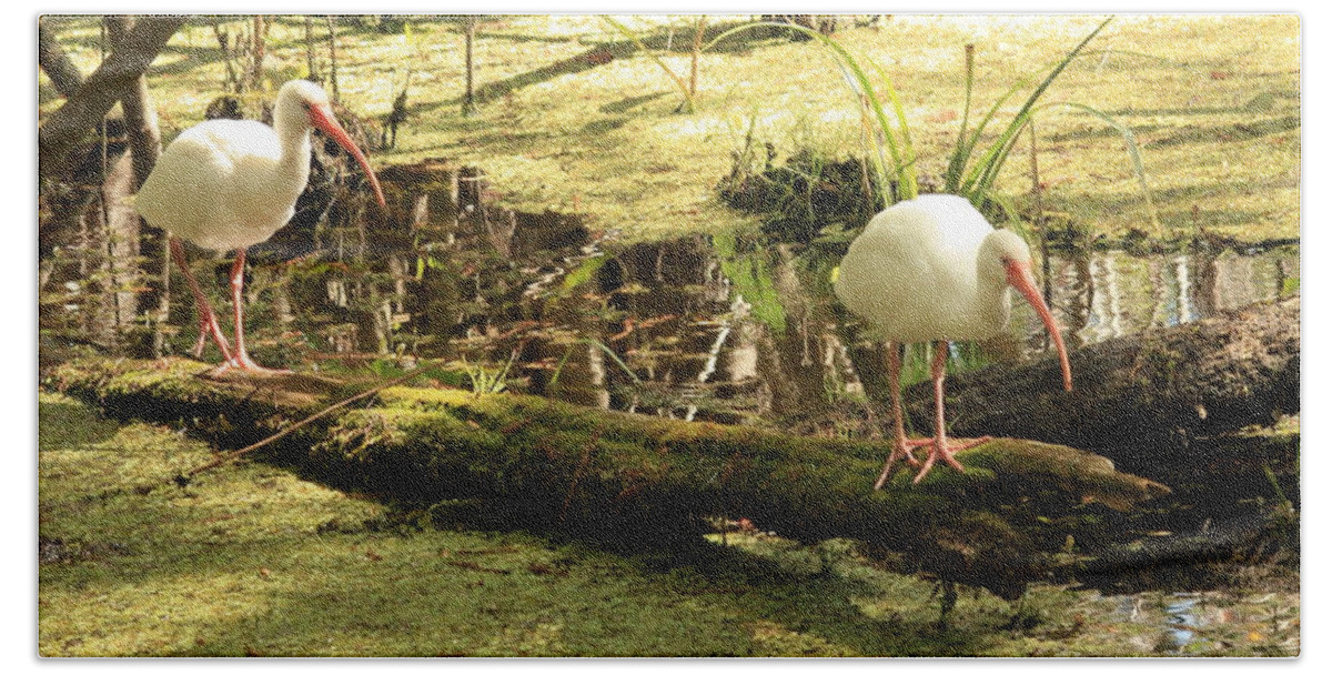 Birds Hand Towel featuring the photograph Two Ibises on a Log by Carol Groenen